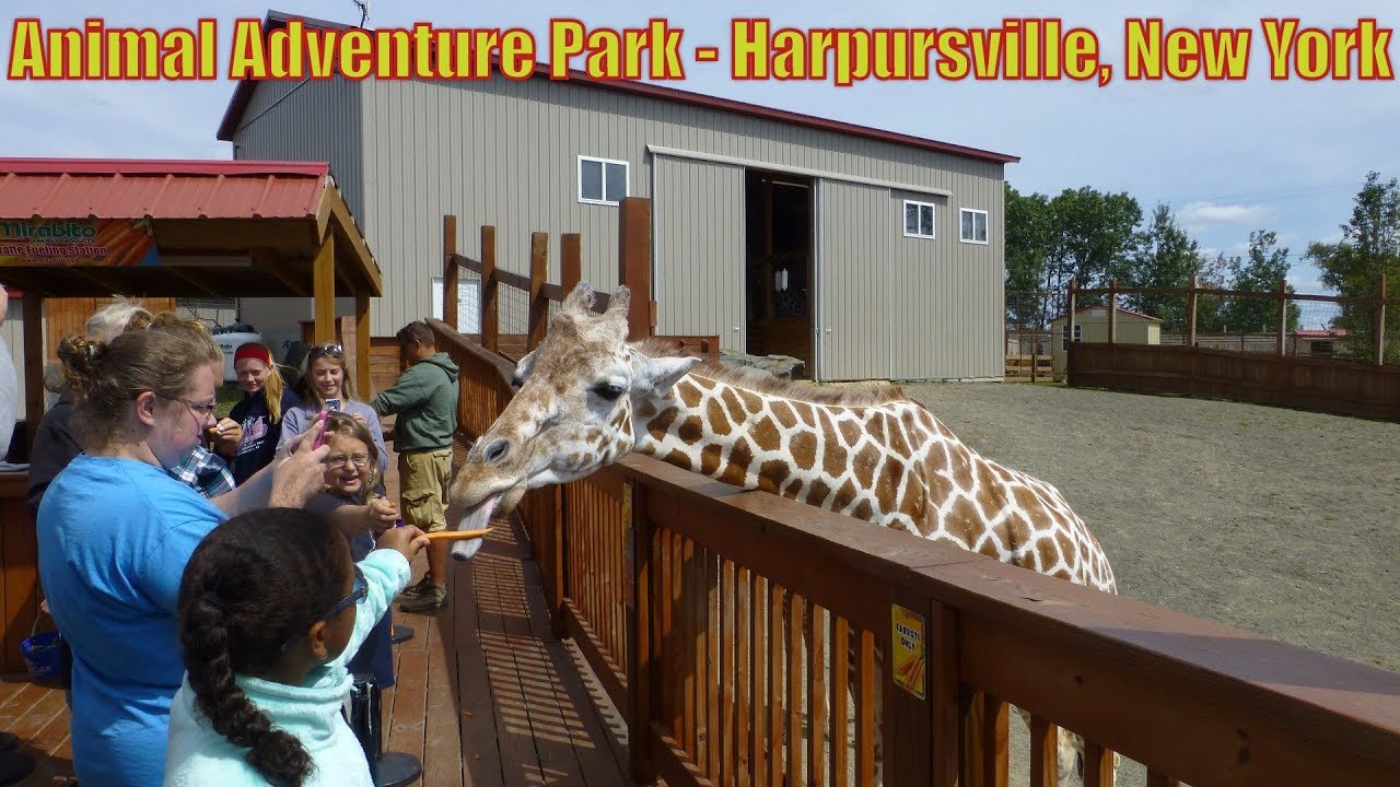 Animal Adventure Park Featuring April The Giraffe Harpursville New York What A Beautiful Experience It Was To Visit Thi Animal Adventure Park Animals Park