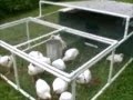 PVC Chicken Tractor With Secure Housing PVC Chicken Tractor With Secure Housing