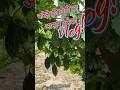 करेले की खेती का आसान तरीका KarelaFarming #BitterGourd #BitterGourdFarming #VegetableFarming
