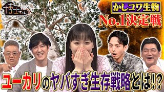 かしコワ生物No.1決定戦 ユーカリのヤバすぎ生存戦略とは!?｜#サンドウィッチマン＆芦田愛菜の博士ちゃん #TVer で最新話配信中！