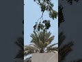 Saudiarabia Embassy Oman Youtubeshorts Video Balovasahr Bondon Saudiarabia Embassy Oman Youtubeshorts Video Balovasahr Bondon