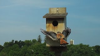 American Kestrel Nest Box