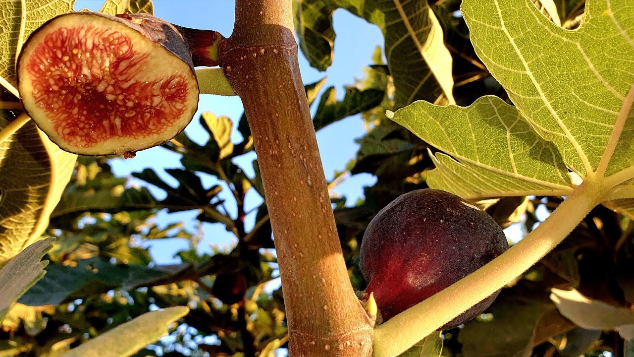 التين الغدان المغربي الاصيل من أحسن اصناف التين المتواجده في المزرعة السعيدة. 30.10.22