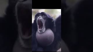 Screaming monkey