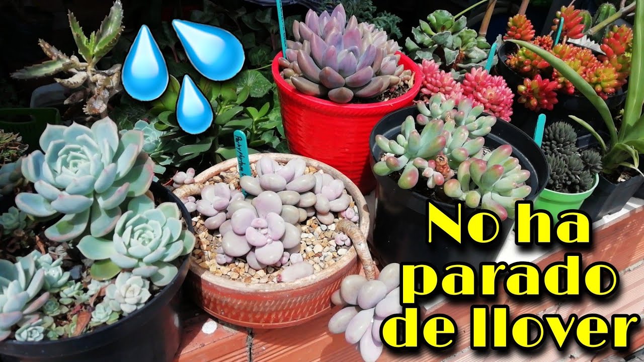 MIS SUCULENTAS SE HAN MOJADO POR MÁS DE 24 HORAS *así están* 💧🌱 | Jardines by Angie
