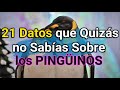 Pingüinos - ¿Cómo viven los Pingüinos? 🐧