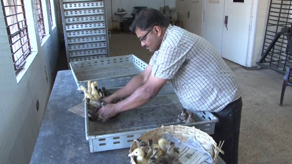 NAIP Livelihood (CIFA) Comp  III)