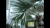 How To Pot Your Engelmeyer Palmetto Palm Tree 2011