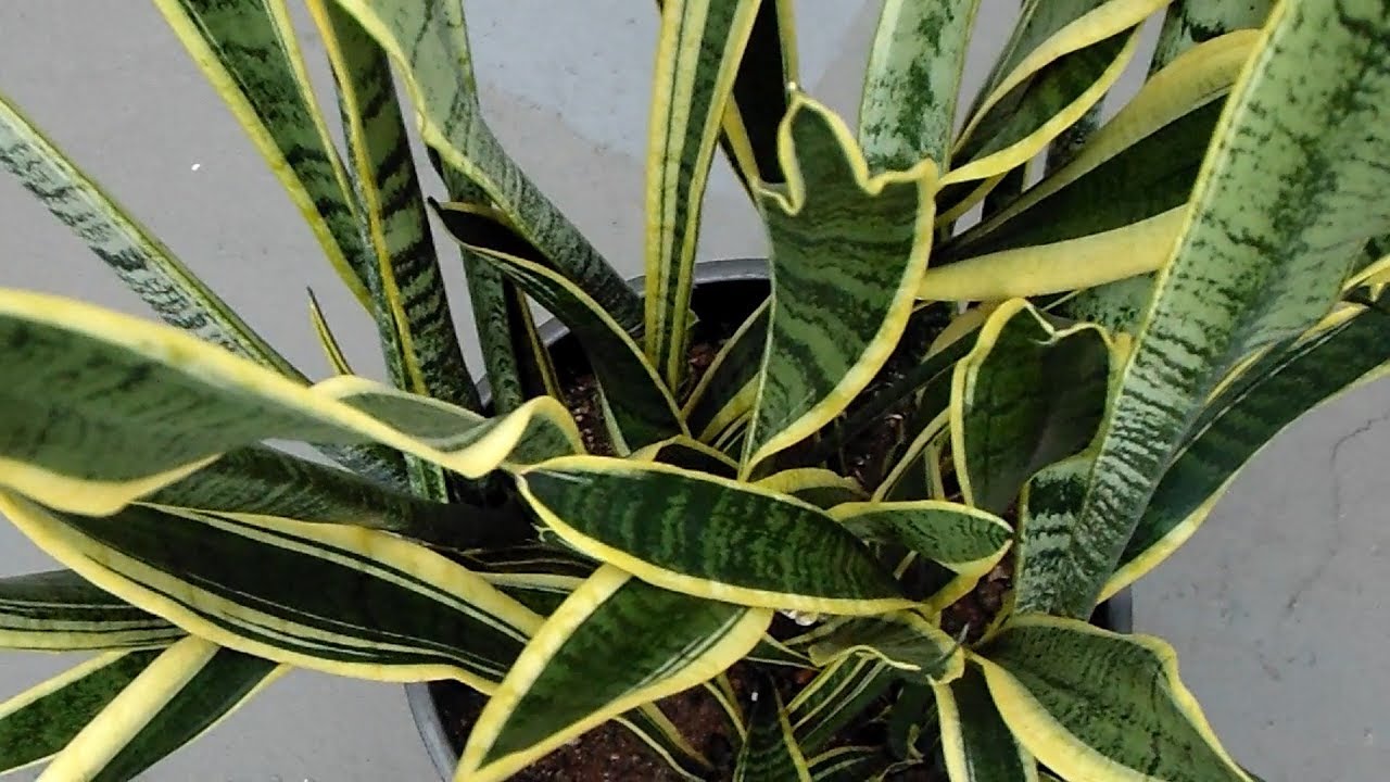 10000 baixado √ Espada De Iansã Desenho - Desenhos Para ...