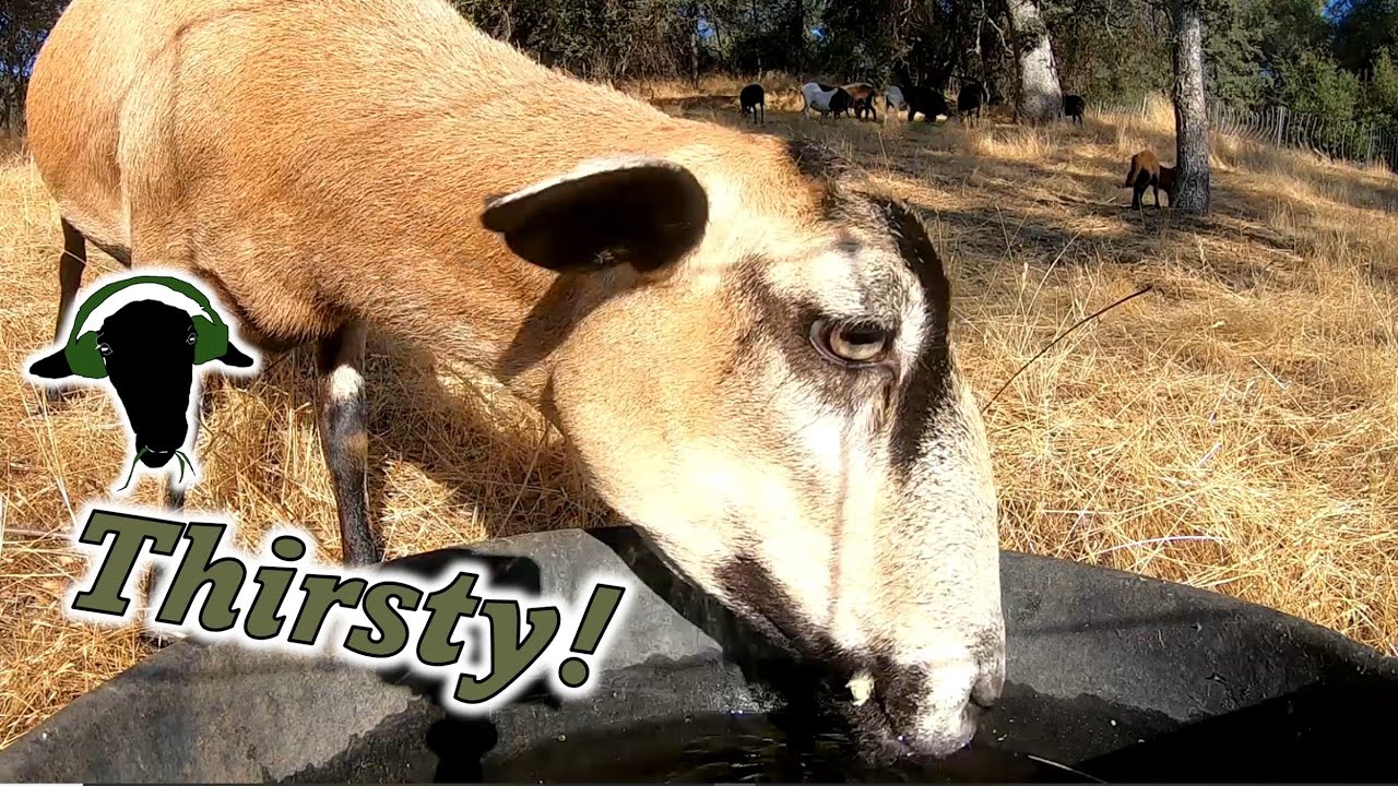 Closeups with the Sheep at the Water Bowl 