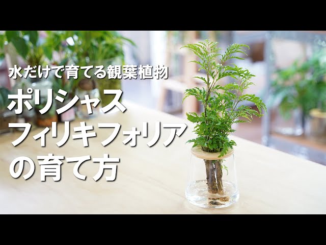 水だけ育てる観葉植物】ポリシャス・フィリキフォリアの育て方 - YouTube