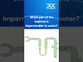 Which part of the nephron is impermeable to water? | Physiology | FMGE IBQ | DocTutorials