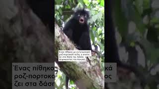 Αναγνωρίστηκε επίσημα ένα νέο είδος πιθήκου| NEWS 24/7