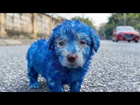 "The Blue of Cruelty: A Dramatic Rescue of a Puppy Painted All Over Its Body"#puppy #dogs #doglove