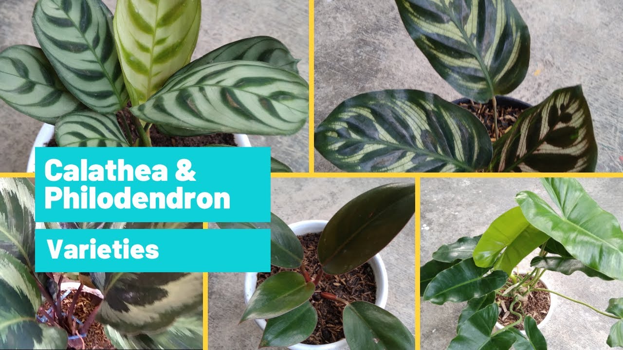Types of Calathea & Philodendron - Calathea & Philodendron Plants Varieties  with Names