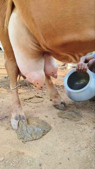 Manual cow milking by casting a cow