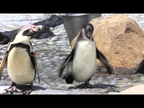 Penguin With A Funky Shoe (not funky version) - Pa...