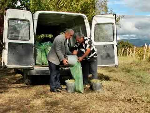 კახელი გლეხი  ,,რთველი 2013\"-ის შესახებ