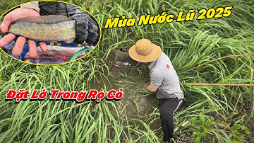 Đặt Lờ Cá Lóc Theo Những Rọ Cỏ Mùa Nước Lũ Lớn 2025
