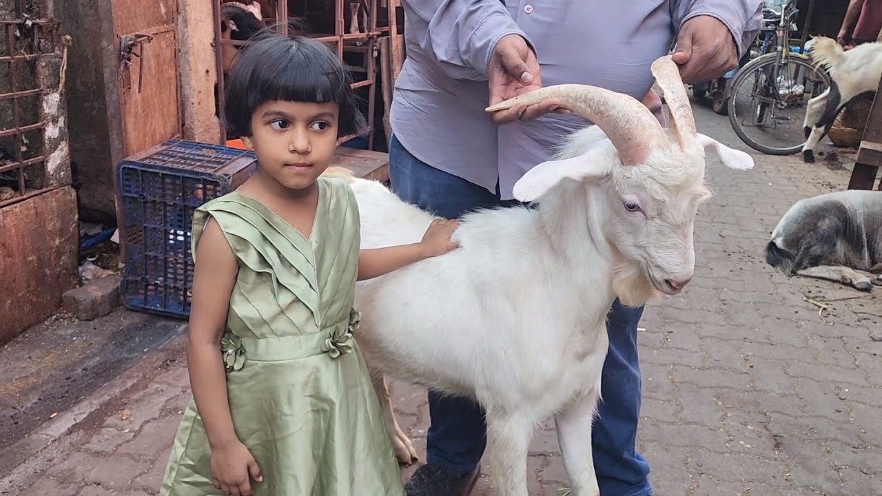 Ekdum Saste Main Exotic Bakro Ka Collection By GK Goat Farm Mumbai | Sanean Breeding Setup Results.