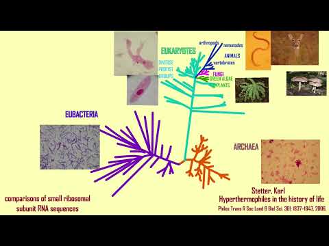 EUKARYOGENESIS: the origin of eukaryotes Part 1-- THE HOST