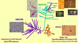 EUKARYOGENESIS: the origin of eukaryotes Part 1-- THE HOST