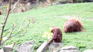Orang Utans at Dublin Zoo by followhounds 199 views 13 years ago 40 seconds