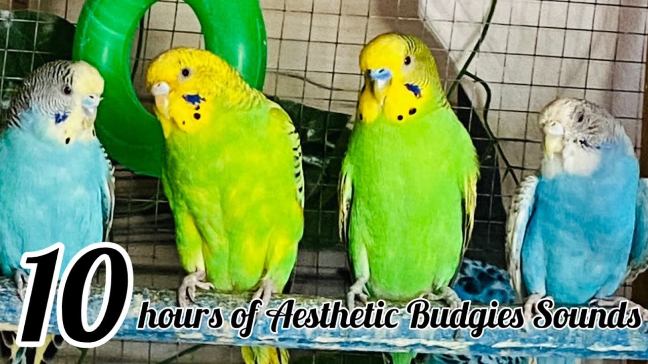 Stunning Ways To Reduce Budgie Stress image