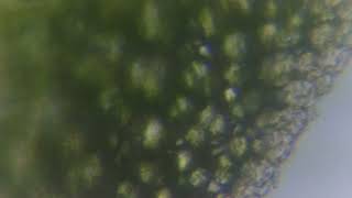 Microscope Lounge | Silent Series 11