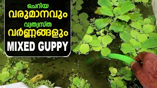 Small Income and Different Colors | Mixed Guppy | My Farming EP157