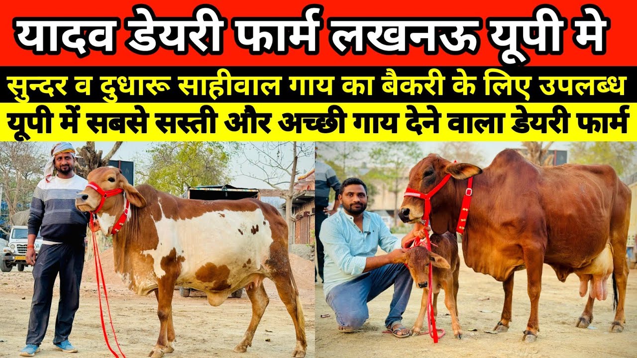 👌🐄 यादव डेयरी फार्म पर सुन्दर साहीवाल व गिर गाय बिक्री के लिए उपलब्ध || yadav dairy farm lucknow 