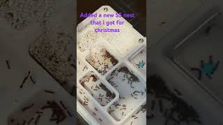 Absolutely Crazy Growth From The Tetramorium Bicarinatum Colony They Are About 112k Workers Now