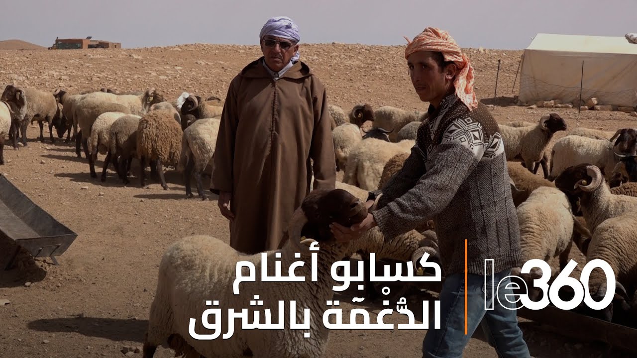كسابو إقليم فكيك يتحدون الصعاب للحفاظ على فصيلة أغنام 