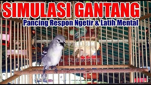 Simulasi Gantang Cipoh : Memancing Respon Ngetir & Meningkatkan Mental Burung Sirtu