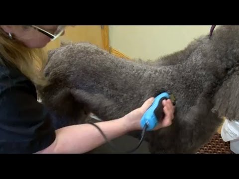Poodle Grooming with WAHL KM10 Brushless Clipper