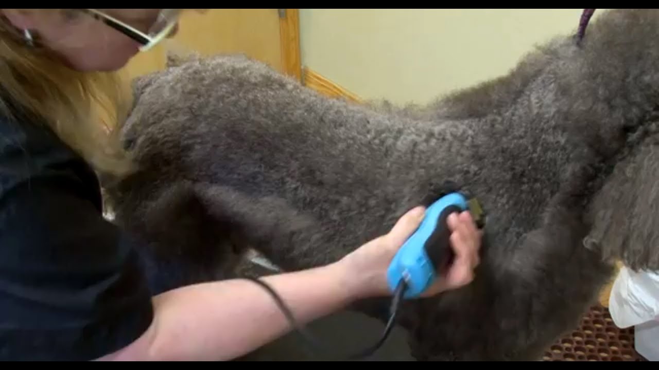 poodle grooming clippers