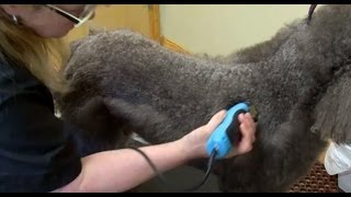 Poodle Grooming with WAHL KM10 Brushless Clipper