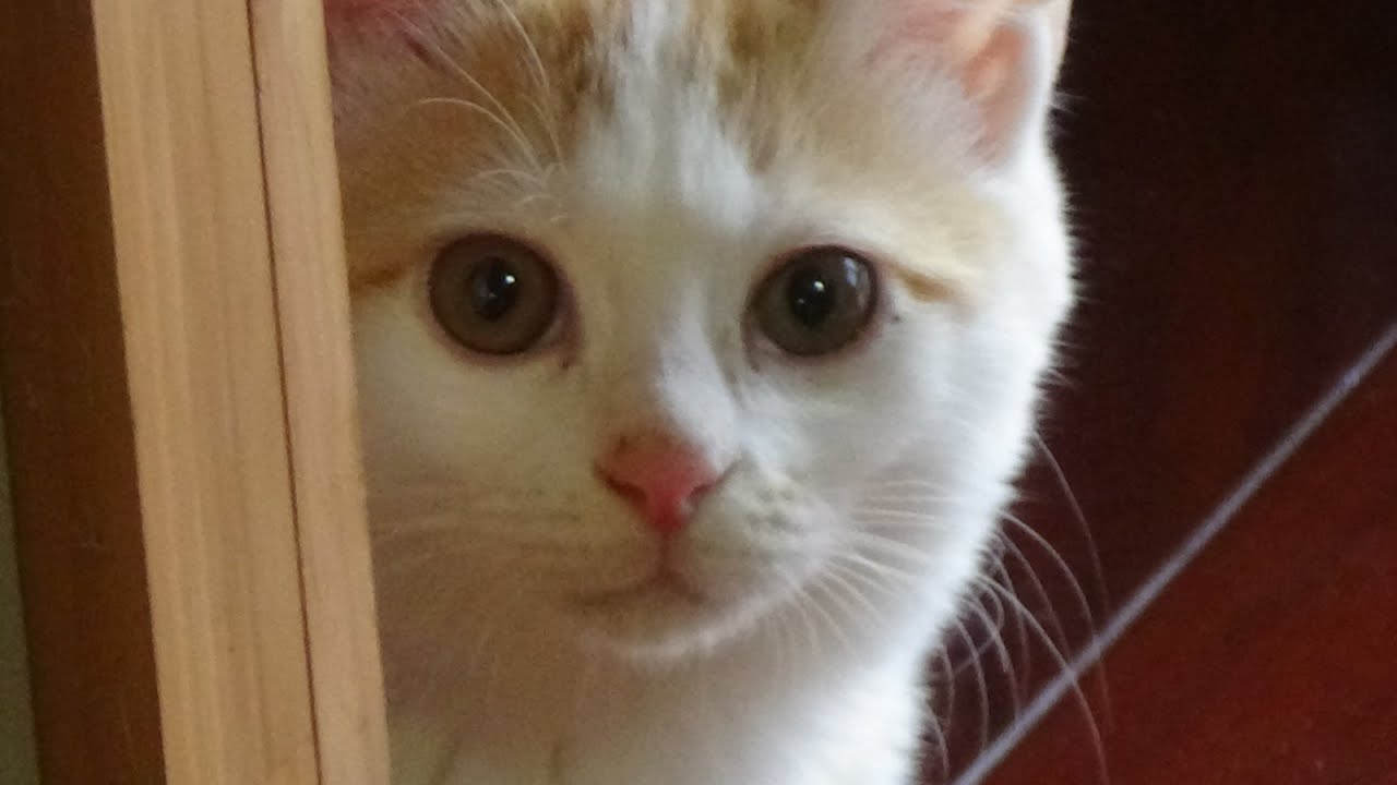【保護猫】粒と天の成長記録 粒の寝顔が可愛すぎるの! YouTube 【保護猫】粒と天の成長記録 粒の寝顔が可愛すぎるの! YouTube