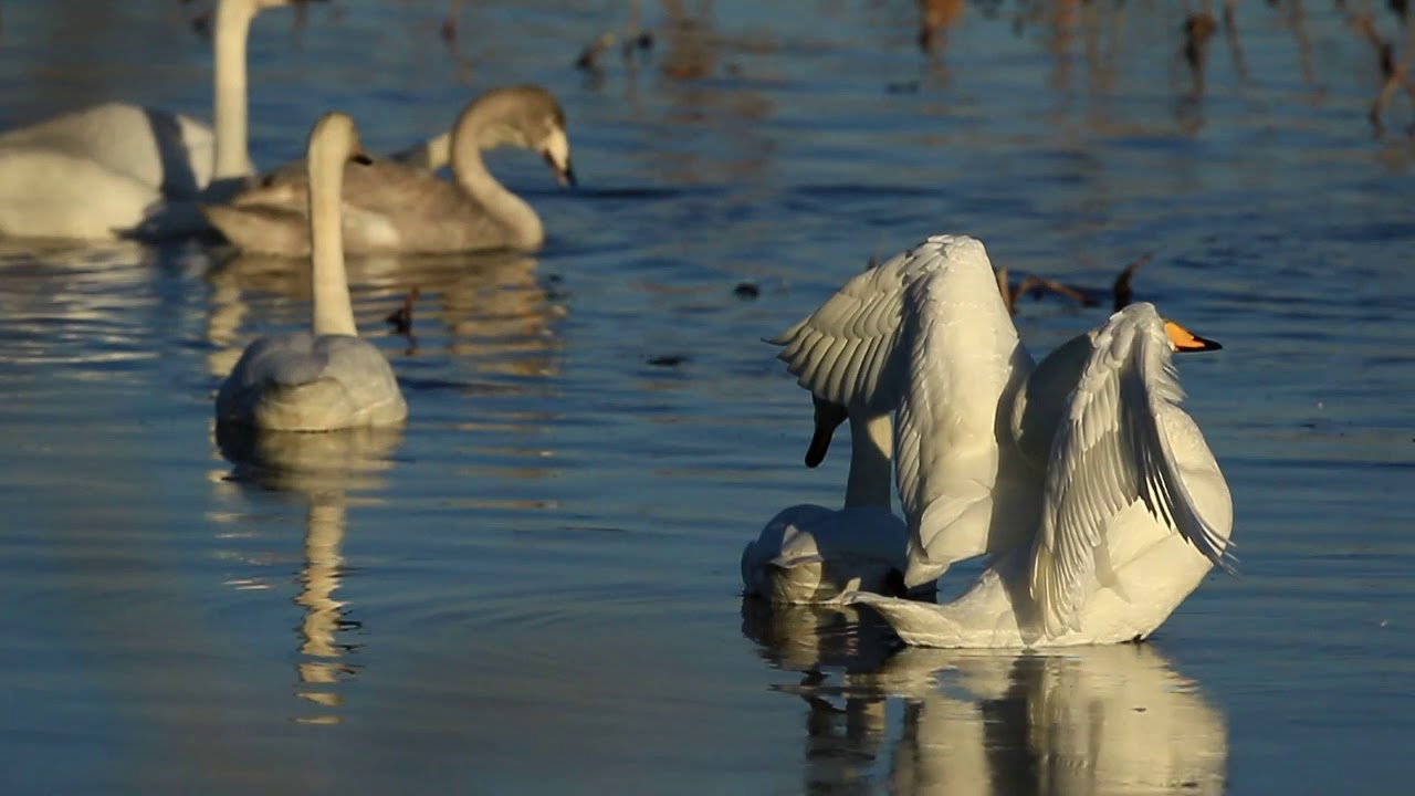 ♪鳥くん野鳥動画（千葉県・手賀沼）オオハクチョウ20190119いいJO6A4137 - YouTube
