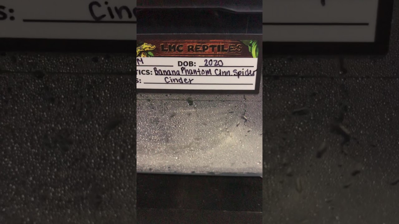 Ball Pythons first meal!!!!super happy!!!!