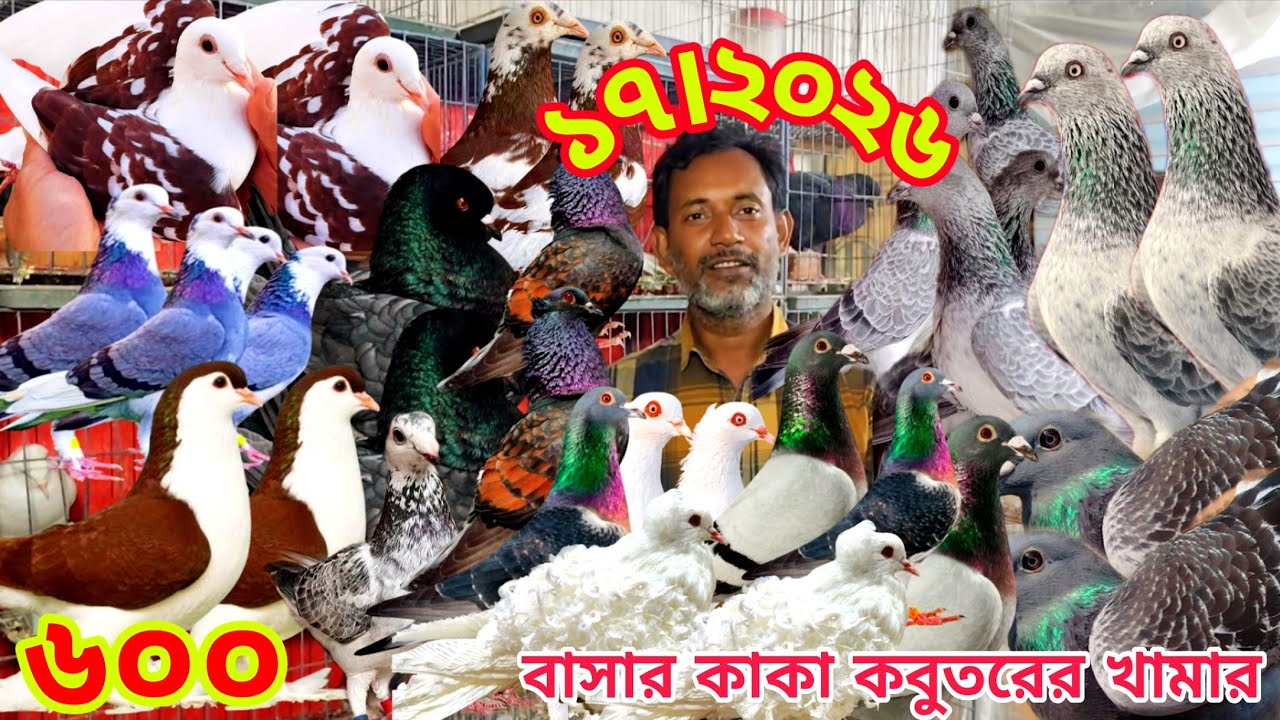মাত্র ৬০০ টাকা পিস লাহুরি কবুতর কিনুন ।। বাসার কাকা কবুতরের খামার