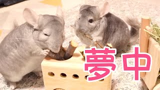 【チンチラ】おやつ満載のワゴンを夢中で楽しむマロンとあずき