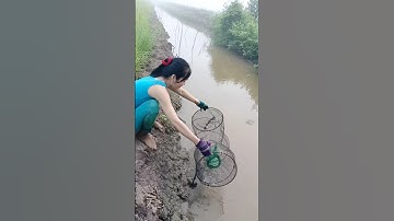 Đặt lợp bắt cá lóc đồng mùa nước nổi tập 2#xuhuong2024 #xuhuongyoutube #321shorts #shrots