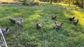 This Rooster Attacked My Daughter