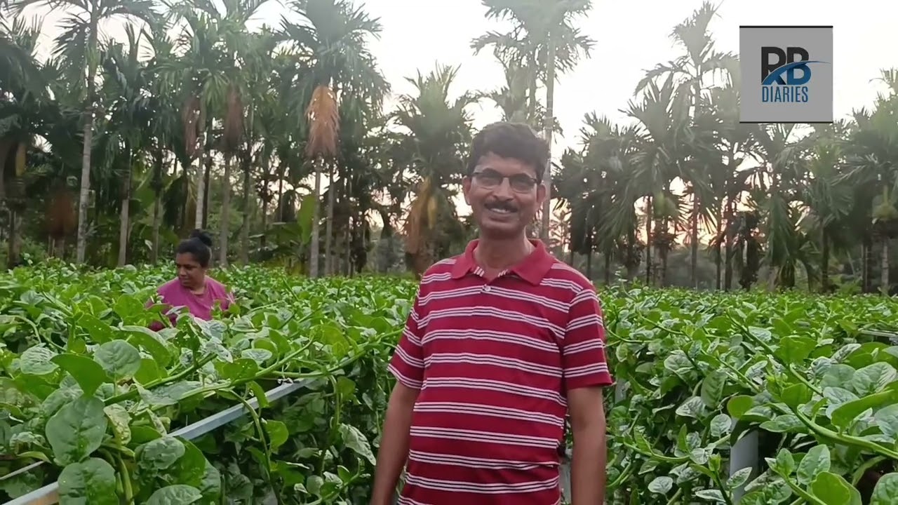 ಬಸಳೆ ಕೃಷಿ | Malabar Spinach | ಅನಿತಾ ಫೆಲ್ಸಿ | Anitha Felci | Mangalore Alape| 