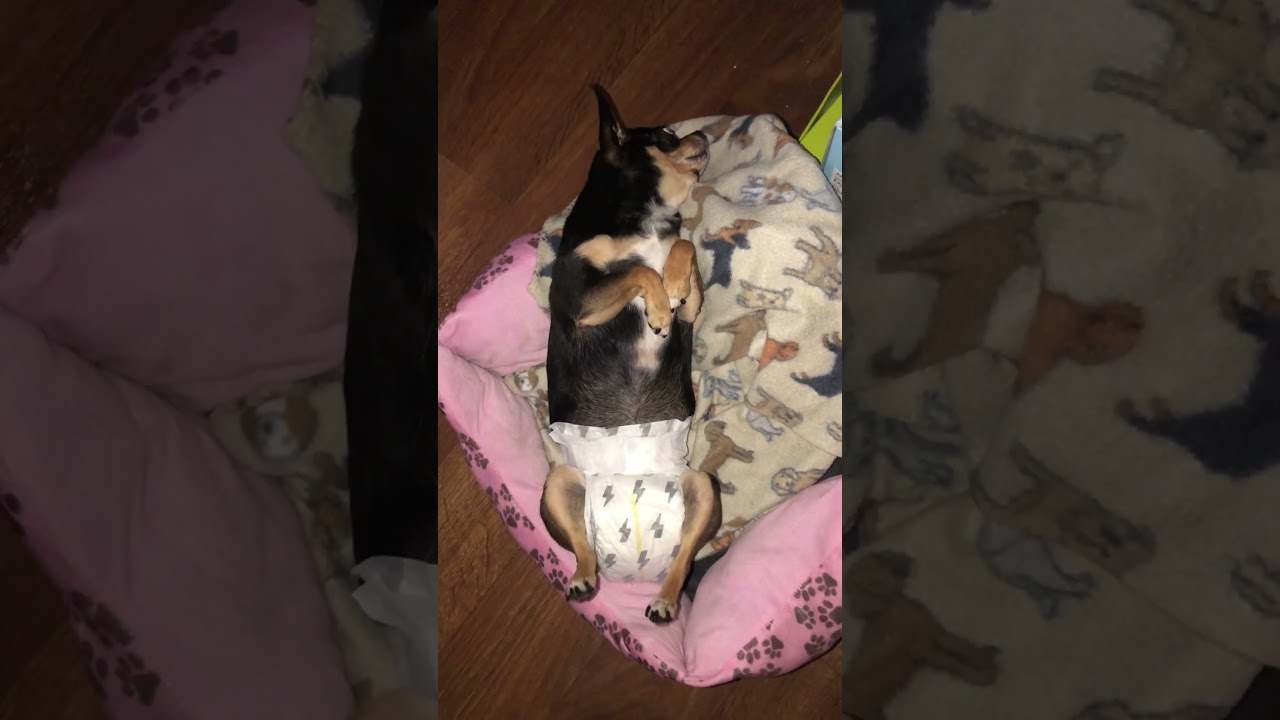 DIAPER BABY PART 1😂 