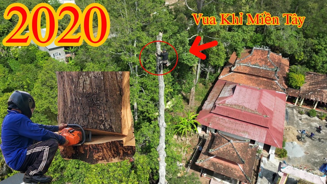 Nghẹt thở !  Vua Khỉ cưa hạ gốc cây Sao ở Đình Thần An Hữu Cutting golden oak