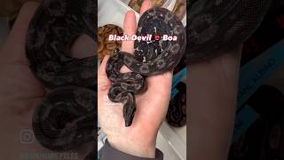 Black Devil Boa by Snake Den USA
