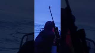 Polar Bear Hunting Greenland Innaarsuit