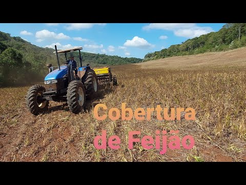 FAZENDO O PLANTIO DO TRIGO ENCIMA DO FEIJÃO MORTO DA GEADA.